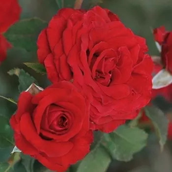 Rosa Zora - vörös - teahibrid rózsa