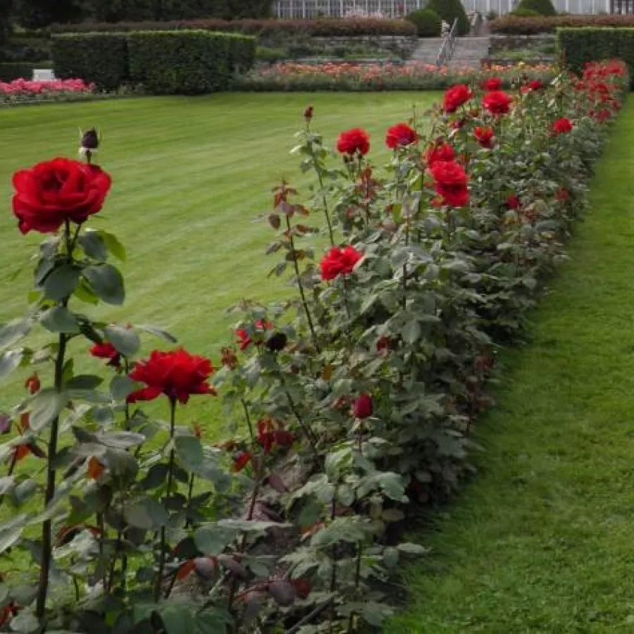 Magányos - Rózsa - Zora - kertészeti webáruház