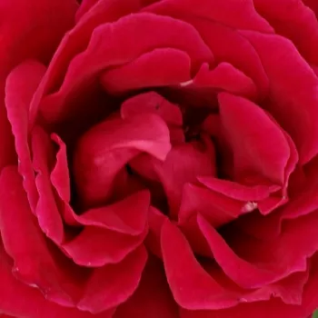 Narudžba ruža - jarko crvena - hibridna čajevka - ruža diskretnog mirisa - slatka aroma - Zora - (90-120 cm)