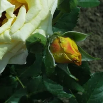 SCHÖNE VEITSHÖCHHEIMERIN – sárga virágágyi floribunda rózsa - Márk