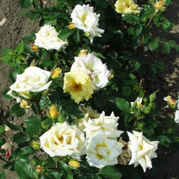 Intenzív, ragyogó aranysárga. - virágágyi floribunda rózsa - enyhe, visszafogott illatú rózsa - lágy, friss gyümölcsös aromájú