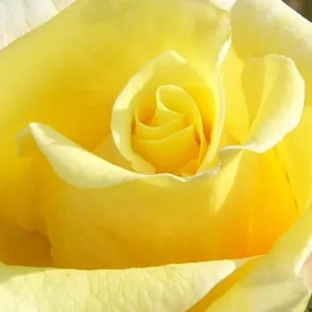 Online rózsa kertészet - sárga - enyhe, visszafogott illatú rózsa - Schöne Veitshöchheimerin - virágágyi floribunda rózsa - (65-95 cm)