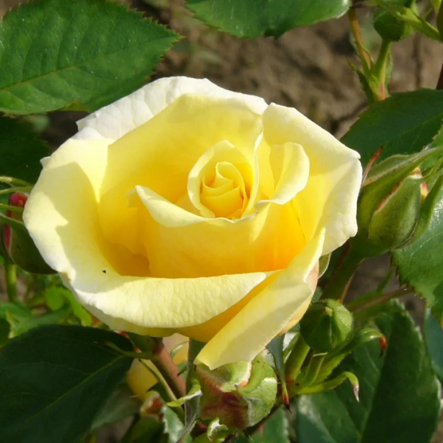 Zmerno intenziven vonj vrtnice - Roza - Schöne Veitshöchheimerin - vrtnice online
