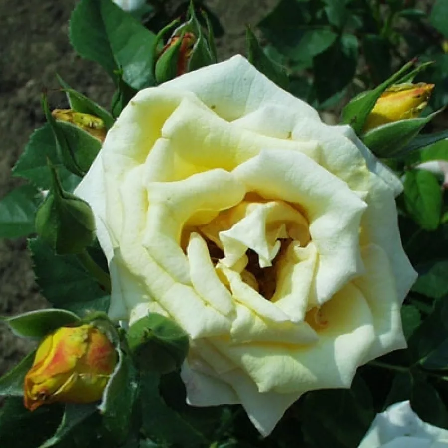 Virágágyi floribunda rózsa - Rózsa - Schöne Veitshöchheimerin - kertészeti webáruház