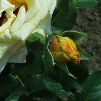 Rosa Schöne Veitshöchheimerin - żółty - róża rabatowa floribunda