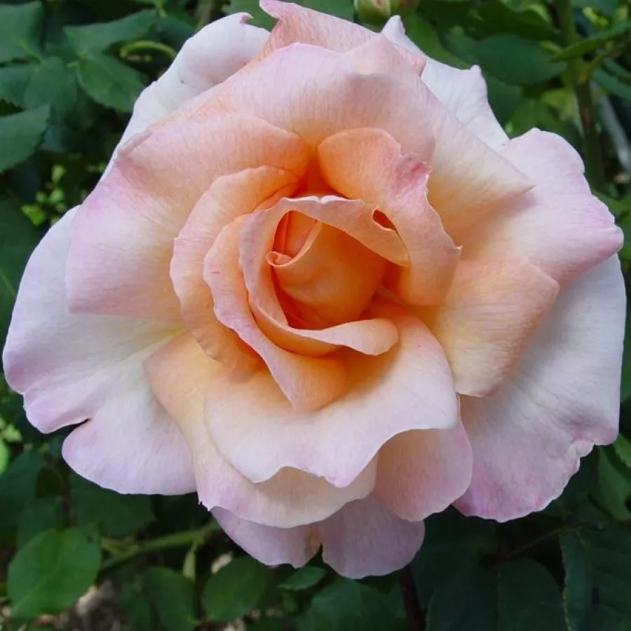 Umiarkowanie pachnąca róża - Róża - Michèle Meilland - sadzonki róż sklep internetowy - online