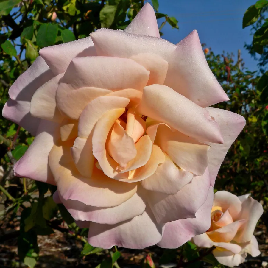 Rosales híbridos de té - Rosa - Michèle Meilland - comprar rosales online