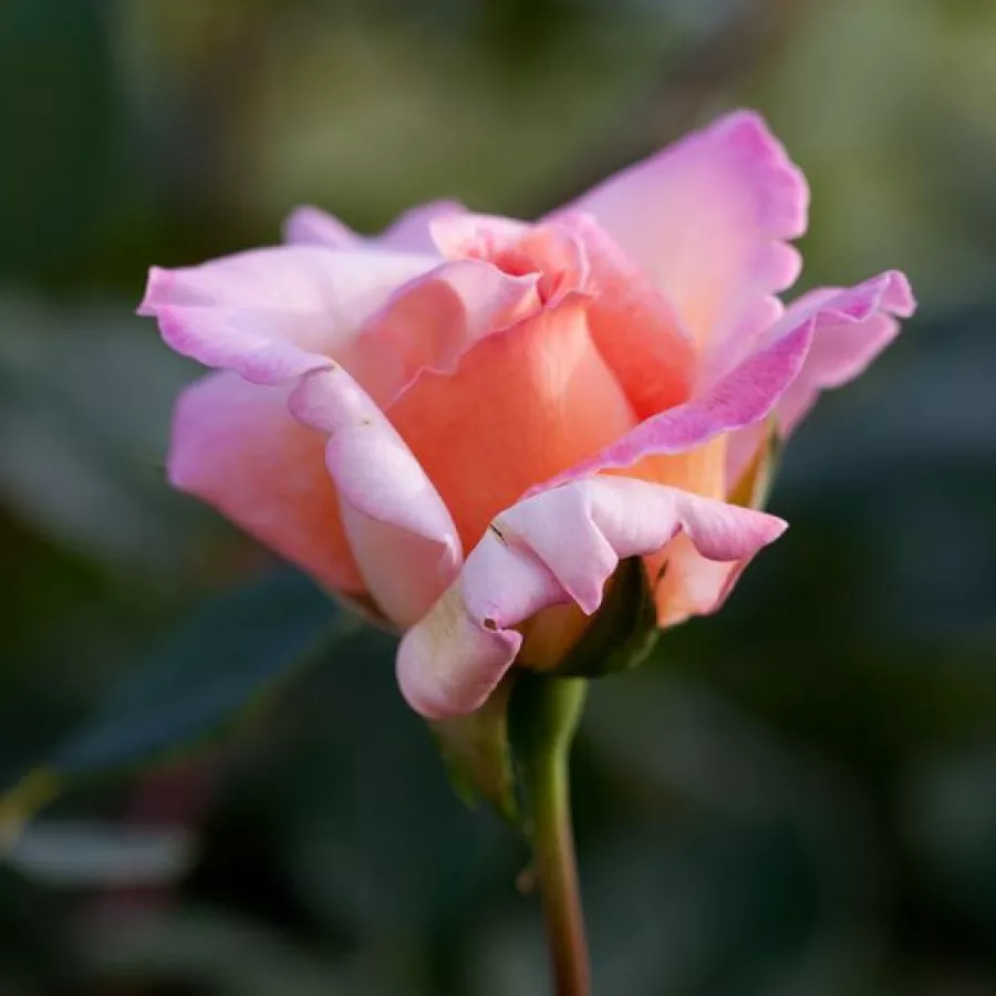 Rosa de fragancia moderadamente intensa - Rosa - Michèle Meilland - comprar rosales online