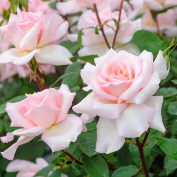 Jasnoróżowy - żółty odcień - hybrydowa róża herbaciana - umiarkowanie pachnąca róża - zapach bzu