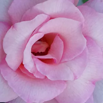 Krzewy róż sprzedam - hybrydowa róża herbaciana - umiarkowanie pachnąca róża - zapach bzu - Michèle Meilland - różowy - (90-100 cm)
