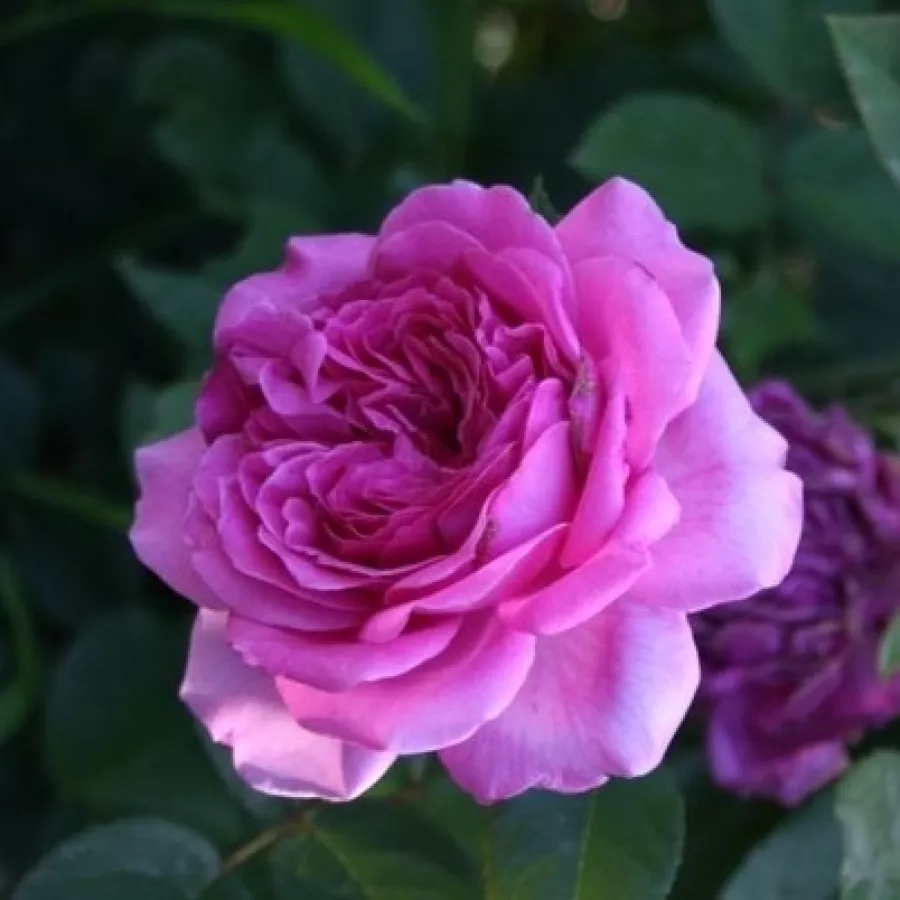 Intenziven vonj vrtnice - Roza - Panveson - vrtnice online