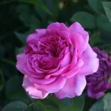 Hybrydowa róża herbaciana - róża o intensywnym zapachu - owocowy zapach - sadzonki róż sklep internetowy - online - Rosa Panveson - różowy