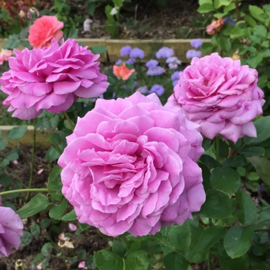 Rosales híbridos de té - Rosa - Panveson - comprar rosales online