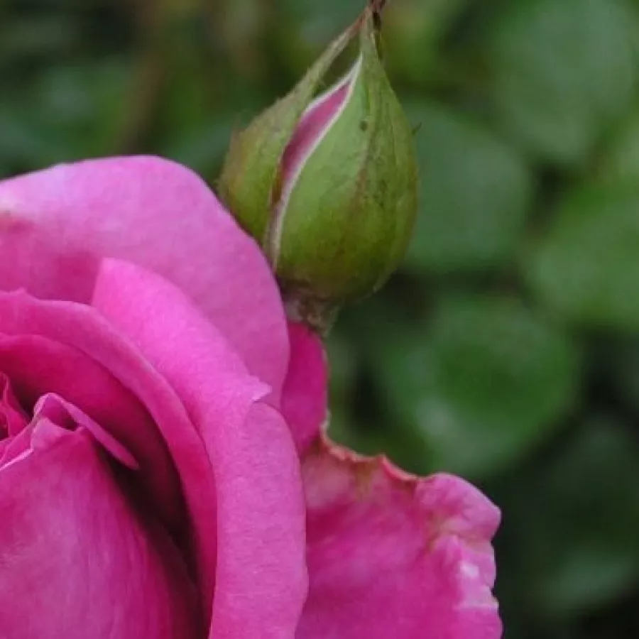 Csúcsos - Rózsa - Panveson - kertészeti webáruház