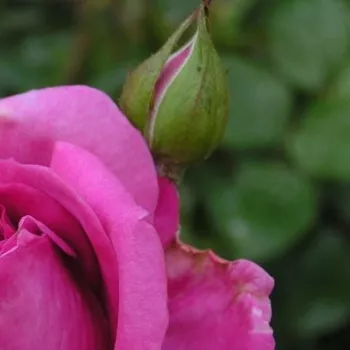 Rosa Panveson - rosa - edelrosen - teehybriden