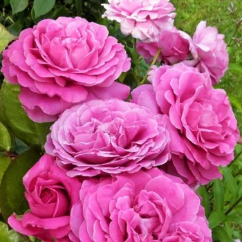Sötétrózsaszín - lila árnyalat - teahibrid rózsa - intenzív illatú rózsa - gyümölcsös aromájú