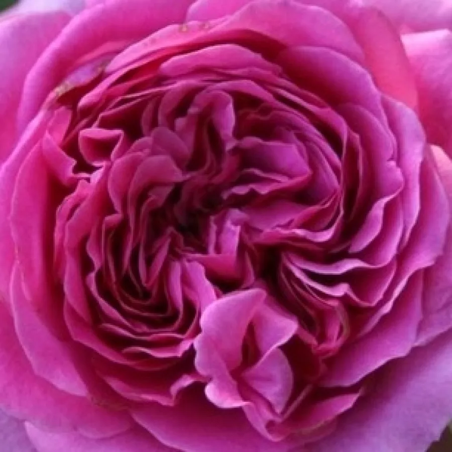 Bernard Panozzo - Roza - Panveson - vrtnice online