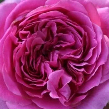 Kupnja ruža online - hibridna čajevka - ruža intenzivnog mirisa - voćna aroma - Panveson - ružičasta - (90-100 cm)