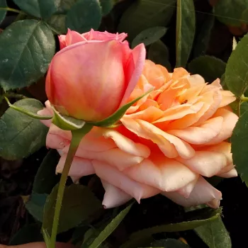 PANOLDAP – rosa Teehybride - Panozzo