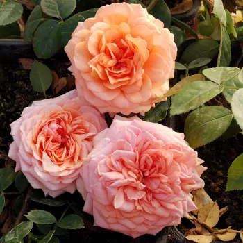 Zarte, puderrosa Blütenblätter mit pfirsichfarbenem Zentrum und sanftem Übergang. - teehybride rose - stark duftende, schon aus der ferne wahrnehmbare rose - würzig