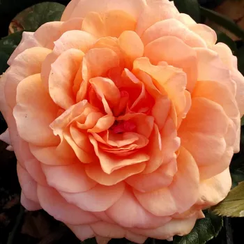 Rosen Online Gärtnerei - rosa - stark duftende, schon aus der ferne wahrnehmbare rose - Panoldap - teehybride rose - (80-110 cm)