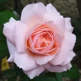 Hybrydowa róża herbaciana - róża o dyskretnym zapachu - zapach herbaty - sadzonki róż sklep internetowy - online - Rosa Panoldap - różowy