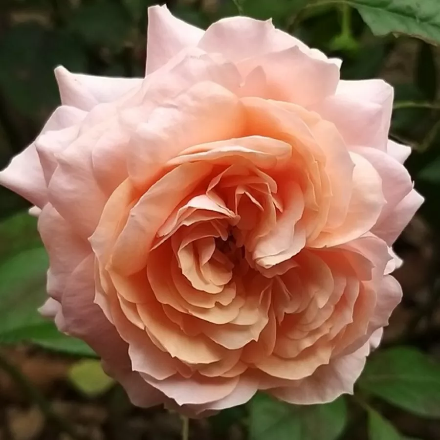 Hybrydowa róża herbaciana - Róża - Panoldap - sadzonki róż sklep internetowy - online