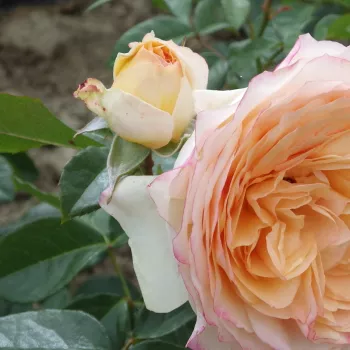 Rosa Panoldap - roza - vrtnice čajevke