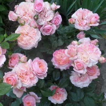 Łososiowy różowy - pomarańczowy odcień  - hybrydowa róża herbaciana - róża o dyskretnym zapachu - zapach herbaty