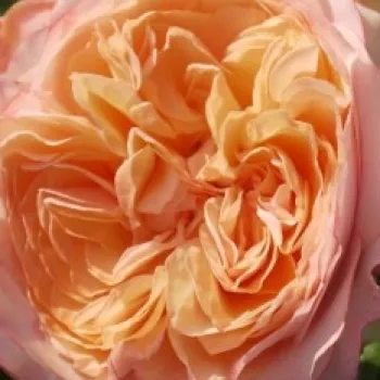 Kupnja ruža online - hibridna čajevka - ruža diskretnog mirisa - aroma čaja - Panoldap - ružičasta - (60-80 cm)