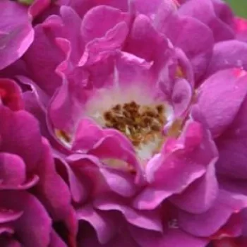 Online rózsa kertészet - lila - rambler, kúszó rózsa - Bleu Magenta - diszkrét illatú rózsa - tea aromájú - (300-500 cm)