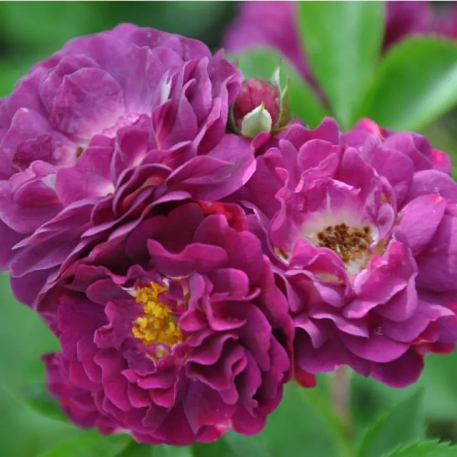 Vrtnica vzpenjalka - Rambler - Roza - Bleu Magenta - Na spletni nakup vrtnice
