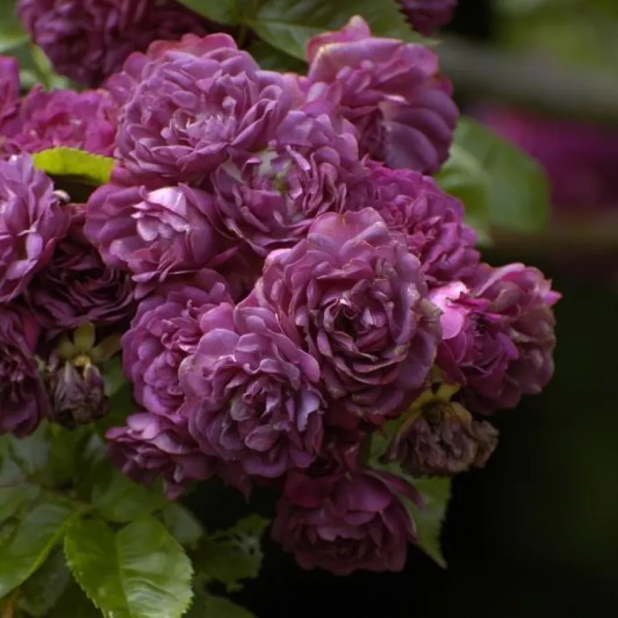 Porpora - Rosa - Bleu Magenta - Produzione e vendita on line di rose da giardino