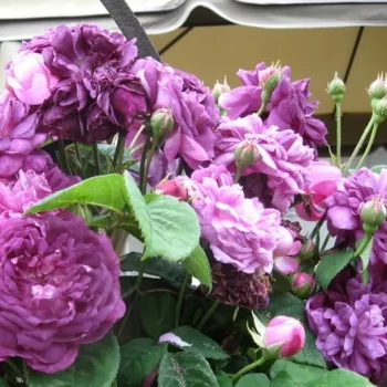 Rosa Bleu Magenta - fioletowy - róże pnące ramblery