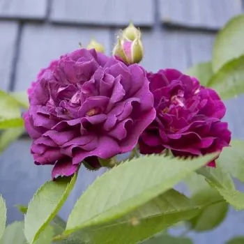 Rosa Bleu Magenta - morado - árbol de rosas de flores en grupo - rosal de pie alto