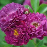 Vrtnica vzpenjalka - Rambler - Diskreten vonj vrtnice - vrtnice online - Rosa Bleu Magenta - vijolična