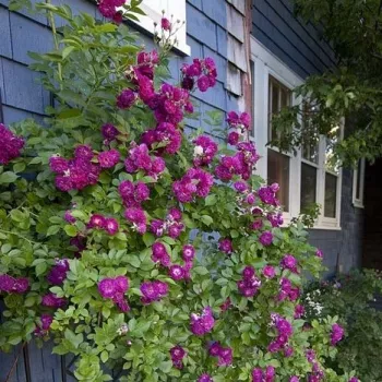 Fioletowy  - róże pnące ramblery   (300-500 cm)