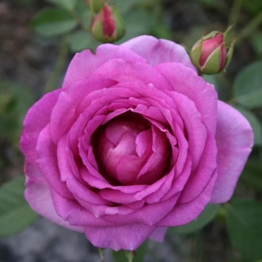 Intenzív illatú rózsa - Rózsa - Village de Saint Yrieix - kertészeti webáruház