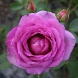 Hibridna čajevka - ruža intenzivnog mirisa - aroma jabuke - sadnice ruža - proizvodnja i prodaja sadnica - Rosa Village de Saint Yrieix - ružičasta