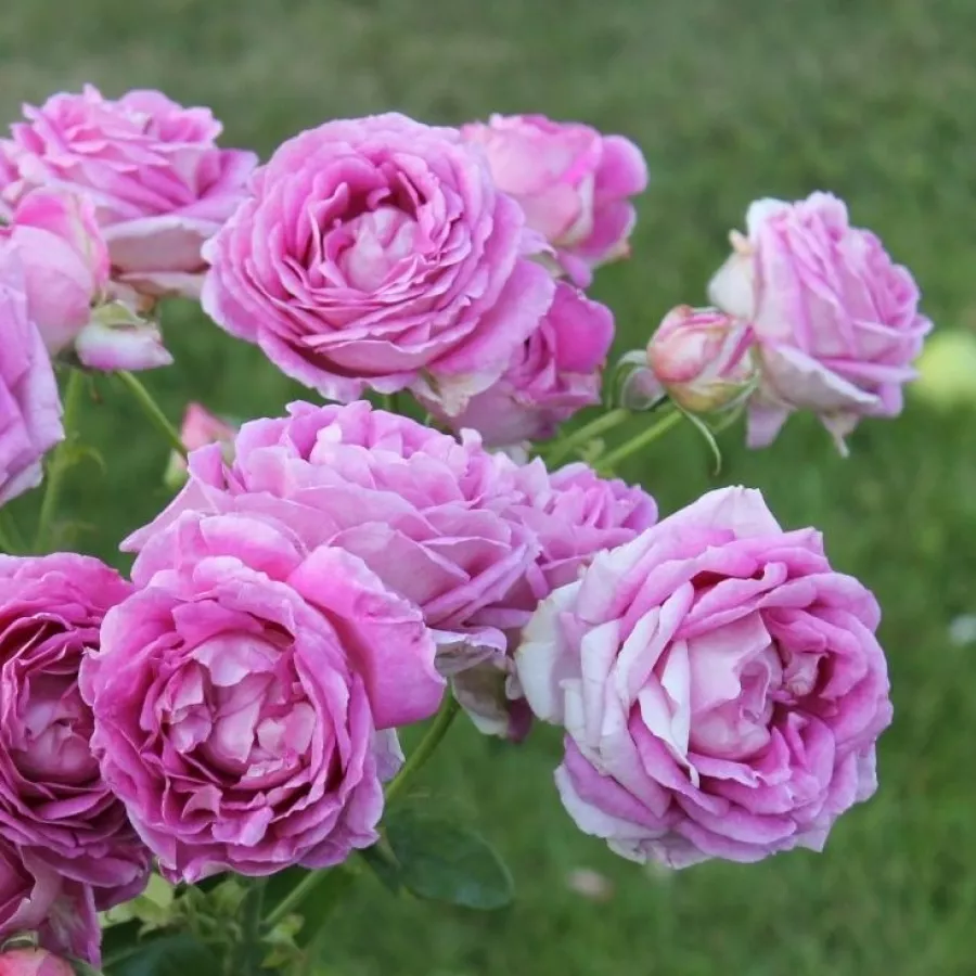 Rosales híbridos de té - Rosa - Village de Saint Yrieix - comprar rosales online