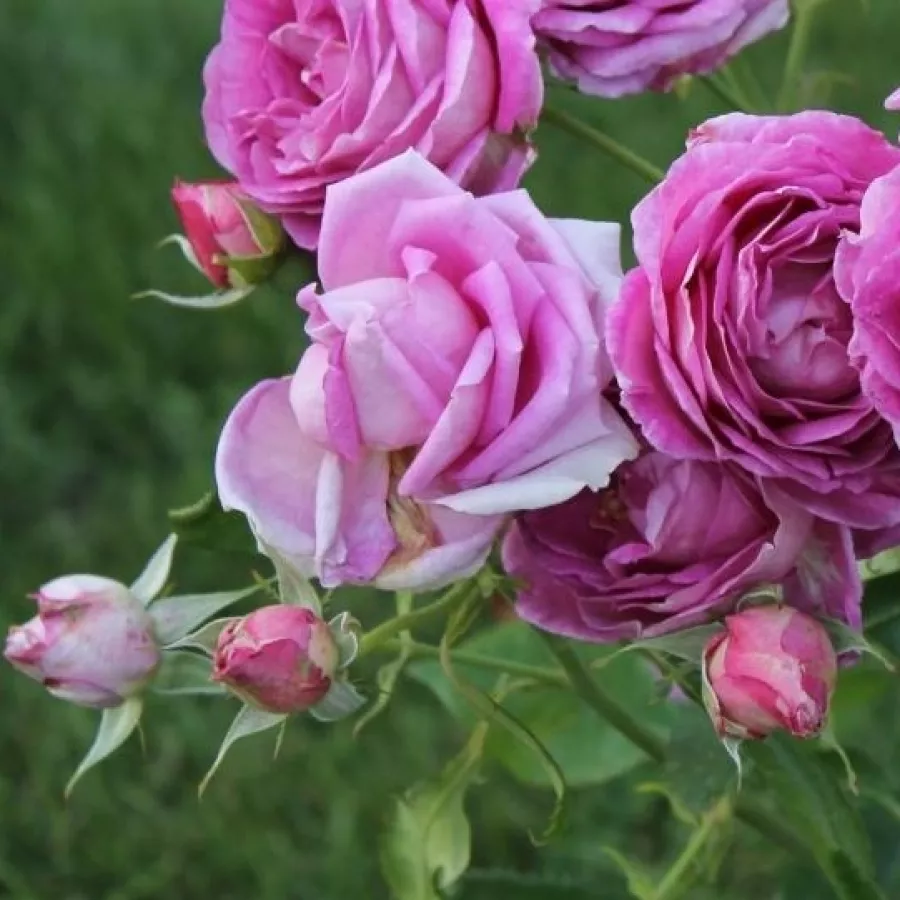 Filiżankowy - Róża - Village de Saint Yrieix - sadzonki róż sklep internetowy - online