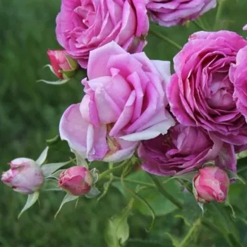 Rosa Village de Saint Yrieix - różowy - hybrydowa róża herbaciana