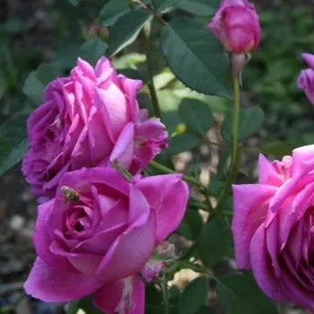 Ciemnoróżowy - odcień fioletowy - hybrydowa róża herbaciana - róża o intensywnym zapachu - zapach jabłka