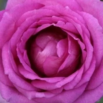 Rózsa rendelés online - rózsaszín - Village de Saint Yrieix - teahibrid rózsa - intenzív illatú rózsa - alma aromájú - (60-80 cm)