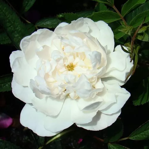 Rosa cannabifolia