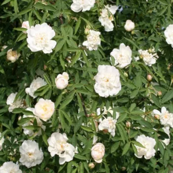 ROSA CANNABIFOLIA – rózsaszín tájépítészeti bokorrózsa - Flobert