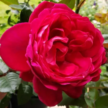 Lebhafte, satte magentafarbene Blütenblätter mit homogener Farbverteilung. - teehybride rose - sehr stark duftende, den garten erfüllende rose - süßlich, beerenaromatisch