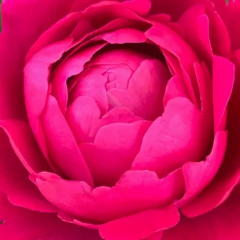 Online rosenkauf - magenta - sehr stark duftende, den garten erfüllende rose - Nirphobels - teehybride rose - (70-95 cm)
