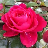 Rosa - edelrosen - teehybriden - rose mit intensivem duft - würziges aroma - Rosa Nirphobels - rosen online kaufen
