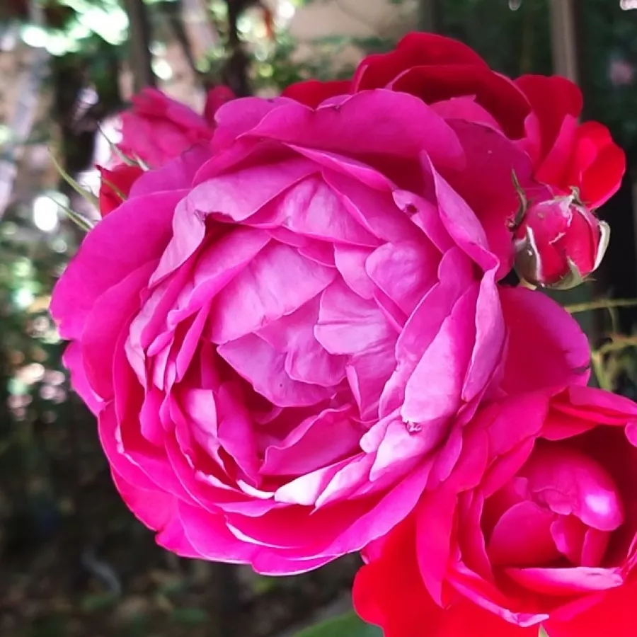 Rosales híbridos de té - Rosa - Nirphobels - comprar rosales online
